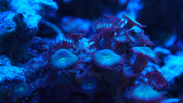 istock Blue violet coral close-up underwater 1439985904
