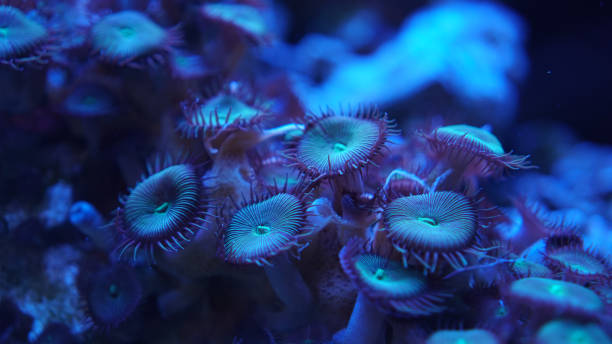 istock Blue violet coral close-up underwater 1439985923