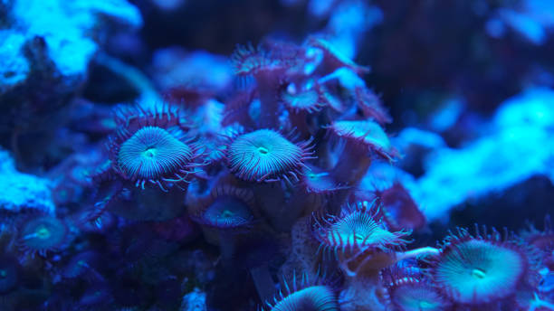istock Blue violet coral close-up underwater 1439985928