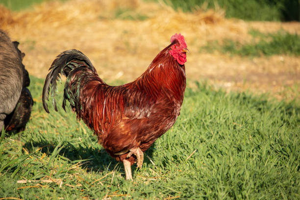 Rhode Island Red Rooster outdoors on the farm Outdoor rural scene of a Rhode Island Red Rooster walking through the green grass of the farm. rhode island red chicken stock pictures, royalty-free photos & images