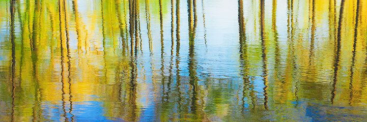 panorama Reflection of Trees woods in Water During A Spring Flood. Beautiful spring background with reflection in river