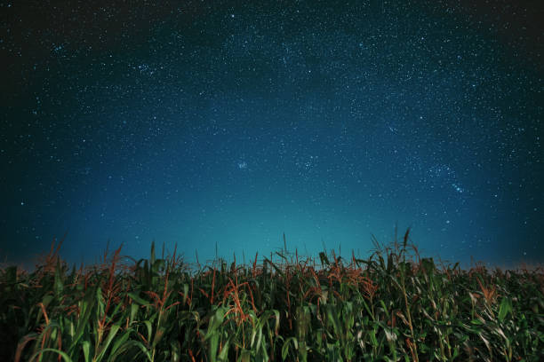 Milky way galaxy Night Starry Sky Above corn Field maize Plantation. Natural Glowing Stars Above Rural Landscape. Agricultural Landscape under Starry Sky. stock photo