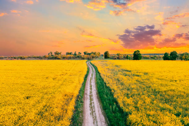 istock Elevated Top View Modern Granary, Grain-drying Complex, Commercial Grain Or Seed Silos In Sunny Spring Rural Landscape. Corn Dryer Silos, Inland Grain Terminal, Grain Elevators In A Field. Sunlight Sunshine sunny weather 1439988593