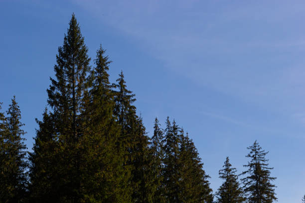istock coniferous forest. mountains in the Carpathians, Ukraine 1439989208