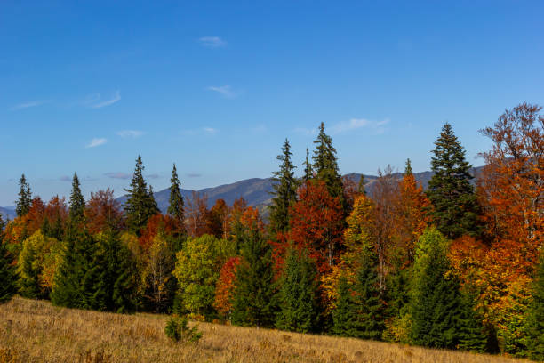 istock Nice landscape with rural meadow in Carpathian mountains, Ukraine 1439989403