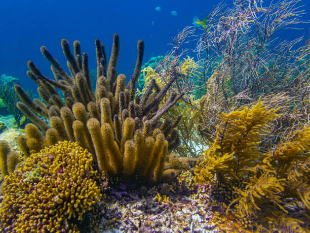 istock Caribbean coral garden 1439989707