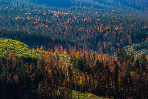 istock Nice landscape with rural meadow in Carpathian mountains, Ukraine 1439989729