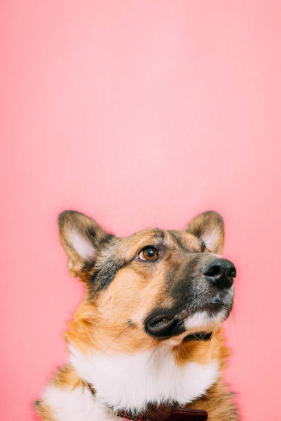 istock Mixed-breed mongrel dog close up portrait. Isolated on pink background 1439990455