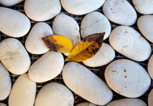 two yellow leaves between polished white stones
