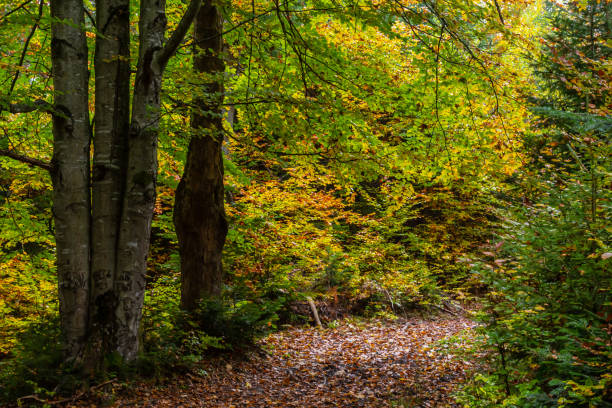 istock beautiful autumn beech forest. Carpathians in Ukraine. Dovbush rocks 1439993170