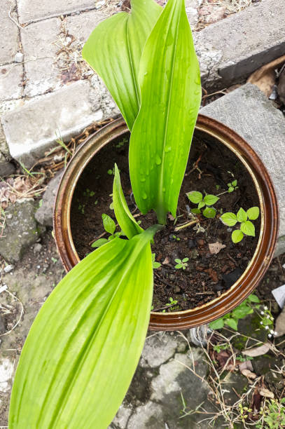 istock Photo of Ramsons Plant 1439993365