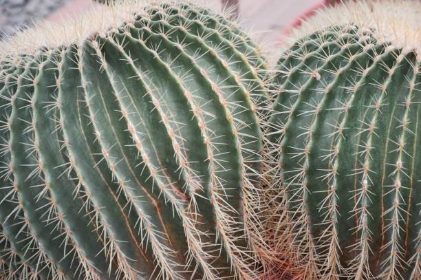 istock Two round barrel-shaped green cacti growing side by side. Succulents. Natural background. Close-up. 1439995628
