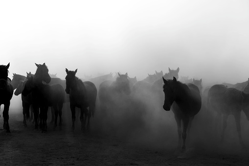 Several horses in fog. They appeared layered as they are different distances from the viewer and the fog obscures those farther away.