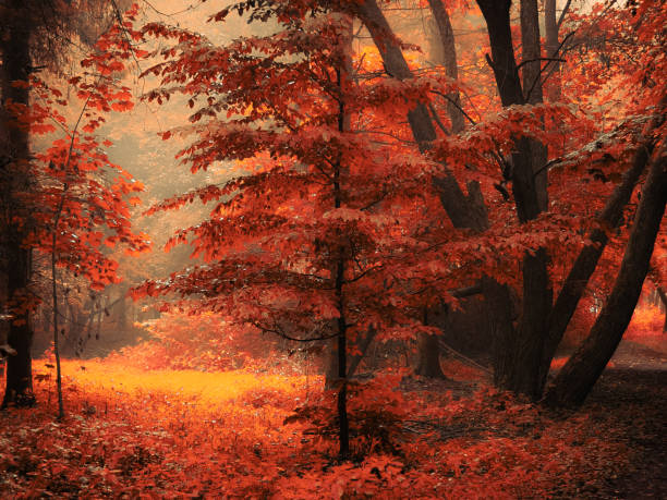 Magical forest with thick fog, colourful misty woods. stock photo