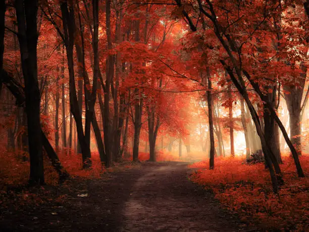 Photo of Magical forest with thick fog, colourful misty woods.
