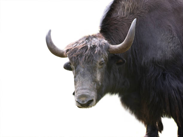 istock Yak portrait isolated on white background 1439997348