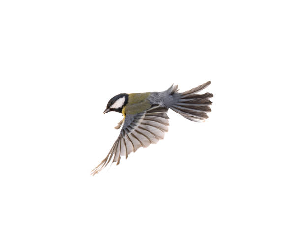 istock great tit (parus major) in flight isolated on white background 1439997401