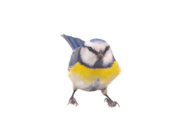 istock Eurasian Blue Tit (Cyanistes caeruleus) isolated on white background 1439998377