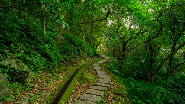 istock alley, slate, paved, forest trail, shade, clean, cool 1439998502