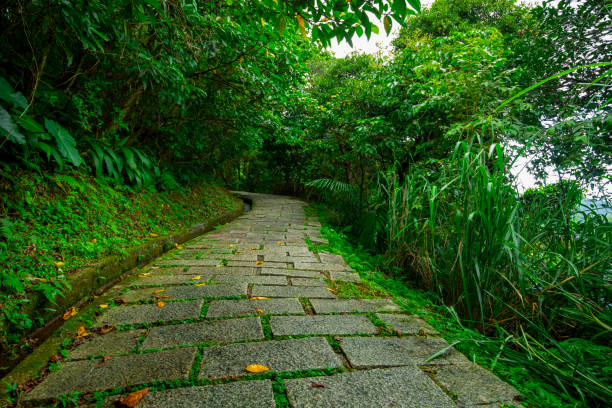 istock alley, slate, paved, forest trail, shade, clean, cool 1439998523