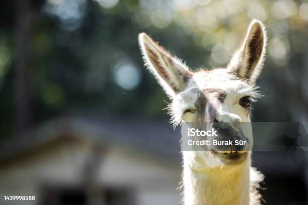 Llama Animal Animal Portrait Animal Kingdom Stock Photo - Download Image Now - Alpaca, Andes, Animal