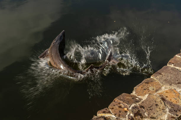 Sturgeon fish jumping out of the water on fishing farm Sturgeon fish jumping out of the water on fishing farm beluga whale jumping stock pictures, royalty-free photos & images