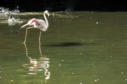 Flamingo , Wild Nature , Pink Color Concept, Animal World