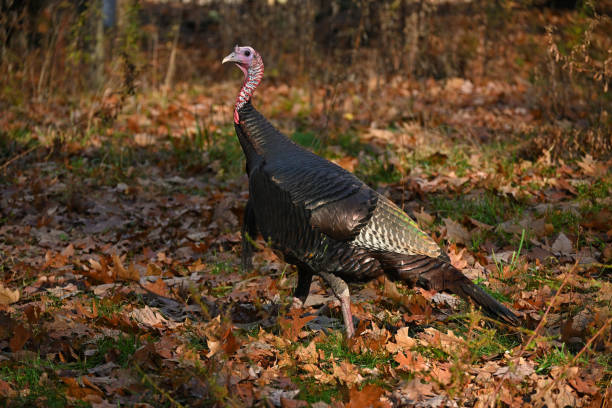 istock Turkey in November landscape 1439999595