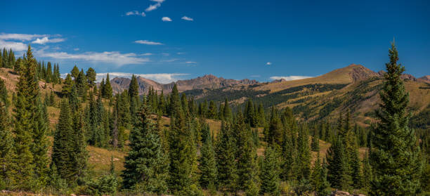 istock Evergreen forest near tree line in the mountains 1439999738