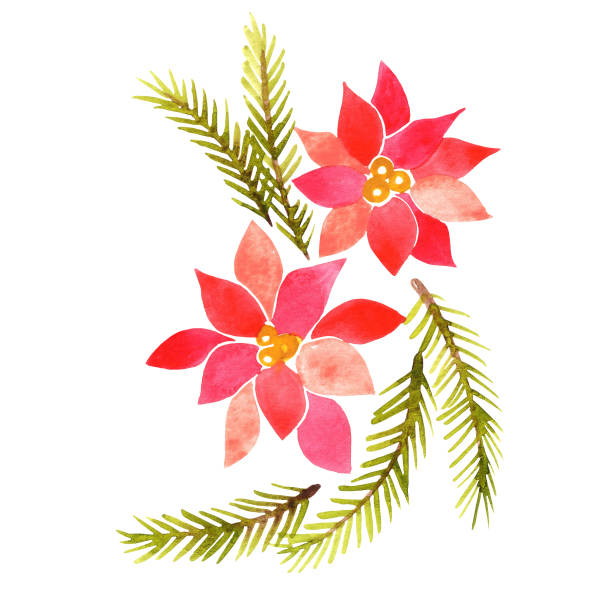 Ilustración de Ilustración De Acuarela De Flores De Navidad Y Hojas De Pino  Para La Decoración En El Evento De Vacaciones De Navidad y más Vectores  Libres de Derechos de Baya -