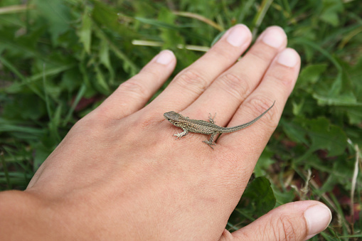 little lizard on the hand