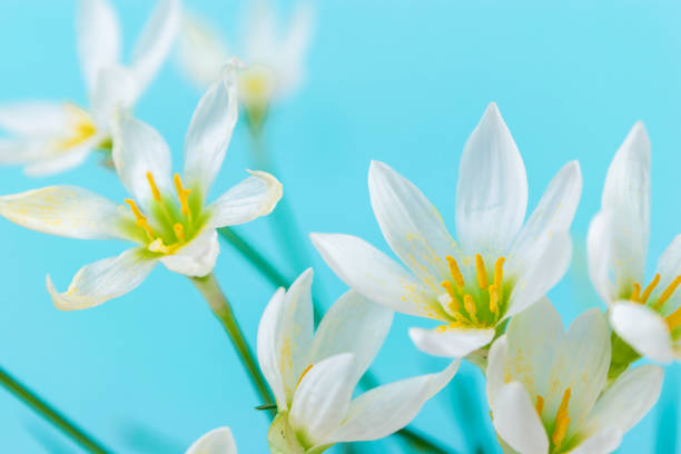 White buds of flowering Zephyranthes candida with delicate petals and yellow stamens. White buds of flowering Zephyranthes candida with delicate petals and yellow stamens. Turquoise background. Template for design and text. Copy space. white rain lily stock pictures, royalty-free photos & images