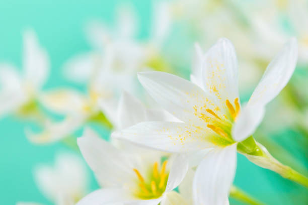 White buds of flowering Zephyranthes candida with delicate petals and yellow stamens. White buds of flowering Zephyranthes candida with delicate petals and yellow stamens.Turquoise background. Template for design and text. white rain lily stock pictures, royalty-free photos & images