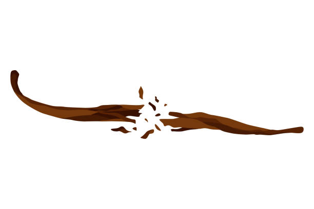 vanilleschote oder stick. realistisches vektordesign isoliertes element. naturgewürz - vanilla spice pod isolated stock-grafiken, -clipart, -cartoons und -symbole