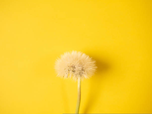 istock White dandelion blowball on yellow background, copy space 1440004469