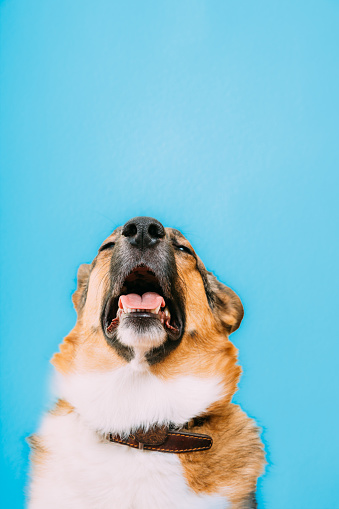 Portrait of mongrel dog sneezes, runny nose. Portrait of mixed-breed mongrel dog with open mouth, sticking out his tongue and eyes closed. Cold diseases and allergies in pets concept. Isolated on blue background.