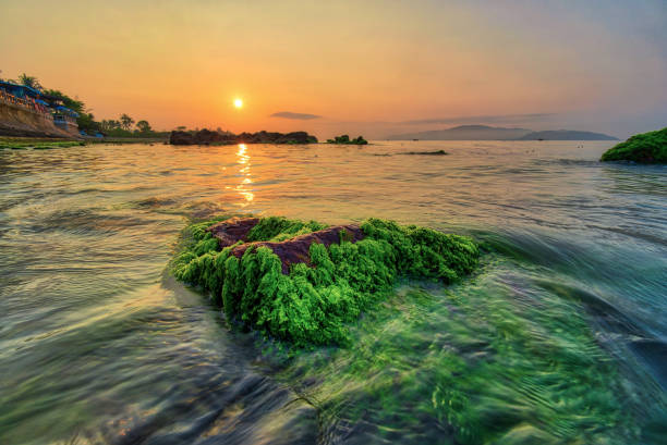 Moss on Nha Trang beach in sunrise - Nha Trang city, Khanh Hoa province, central Vietnam