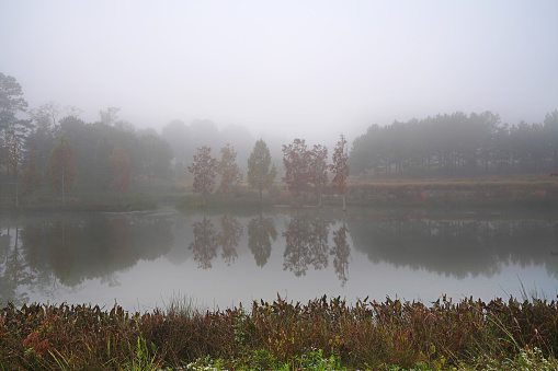 Fall foliage on a foggy pond  in the park at the NC Museum of Art in Raleigh