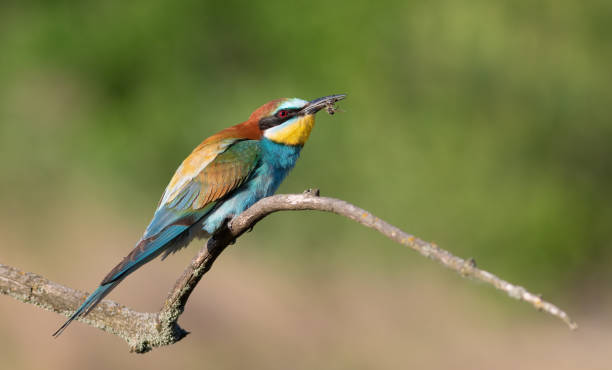 istock European bee-eater, Merops apiaster. A bird holds a prey in its beak. Close-up 1440008323