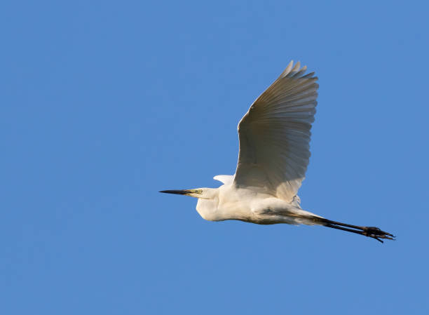 grande aigrette, ardea alba. un oiseau en vol contre un ciel bleu - wading snowy egret egret bird photos et images de collection