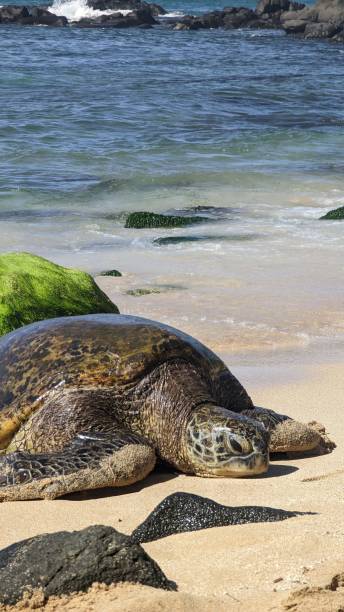 hawaiian green sea turtle on laniakea beach - van vleuten stok fotoğraflar ve resimler