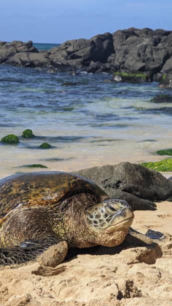 하와이 녹색 바다거북 라니아케아 비치, 오아후, 하와이 - van vleuten 뉴스 사진 이미지