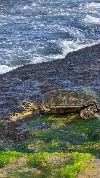 hawaiian green sea turtle at laniakea beach, oahu, hawaï - van vleuten 個照片及圖片檔