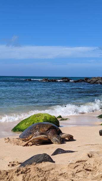 hawaiian green sea turtle at laniakea beach, oahu, hawaï - van vleuten 個照片及圖片檔