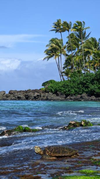 hawaiian green sea turtle at laniakea beach, oahu, hawaï - van vleuten stok fotoğraflar ve resimler