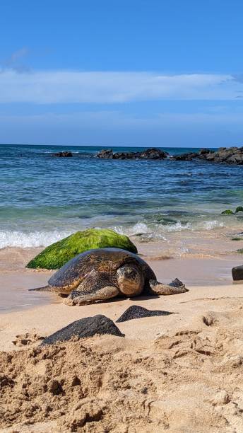 гавайская зеленая морская черепаха на пляже ланиакеа, оаху, гавайи - van vleuten стоковые фото и изображения