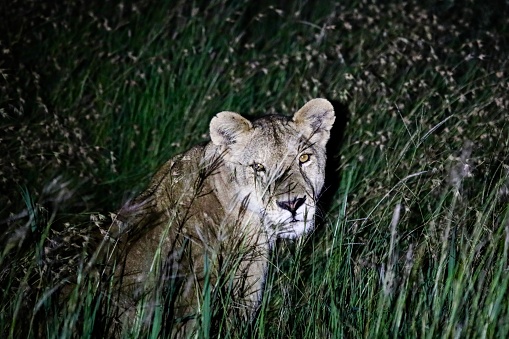 Lioness up close, looking at the camera and sitting in long grass at night.