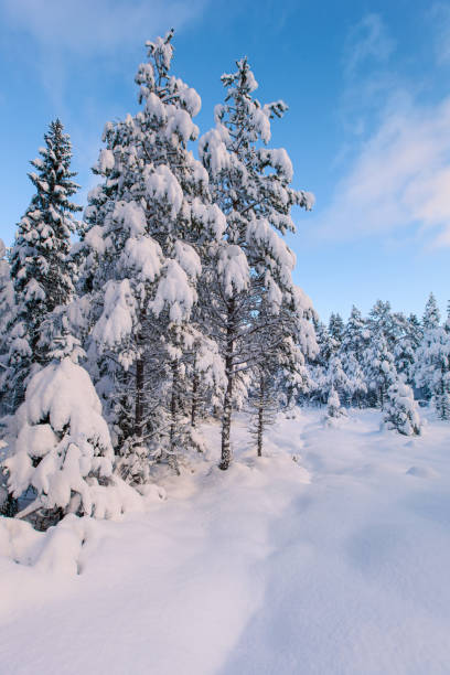 istock beautiful winter landscape snow tree 1440010263
