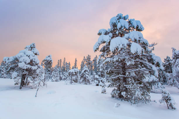 istock beautiful winter landscape snow tree 1440010336