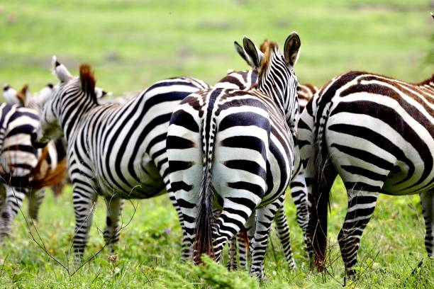 grupa zebr z bliska w tanzanii, afryka. - herbivorous close up rear end animal head zdjęcia i obrazy z banku zdjęć